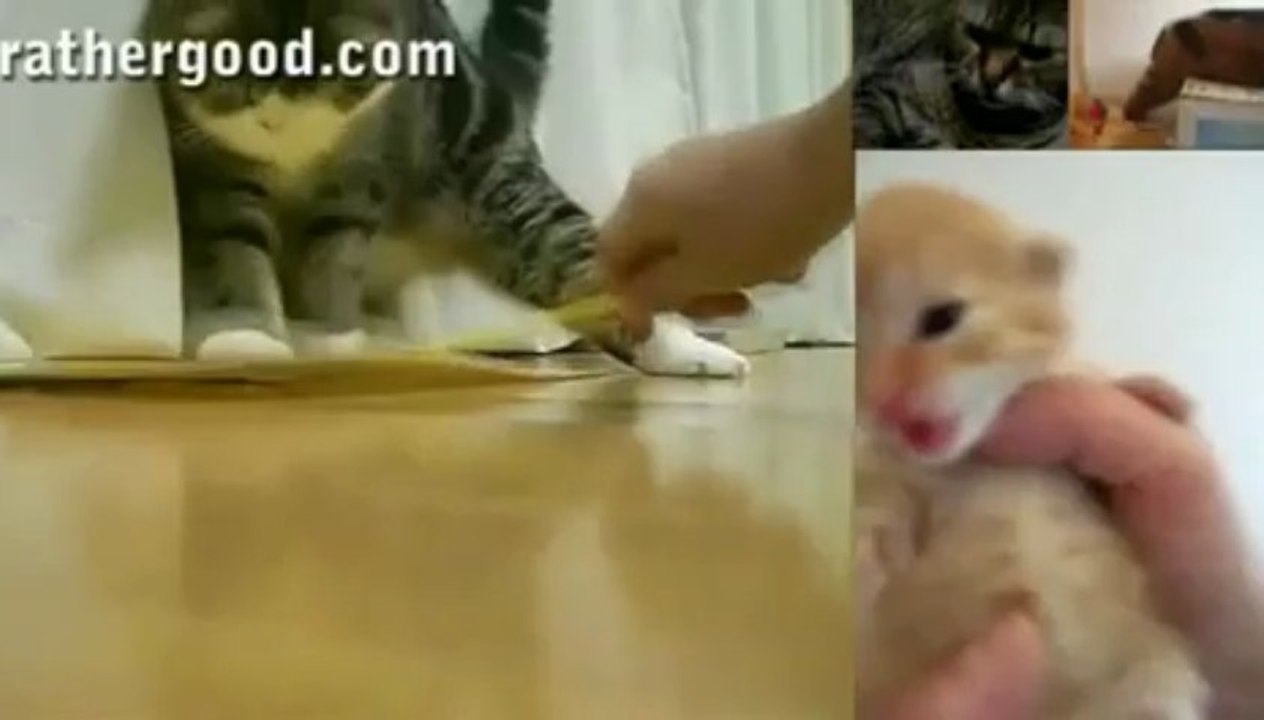 Singing kitties