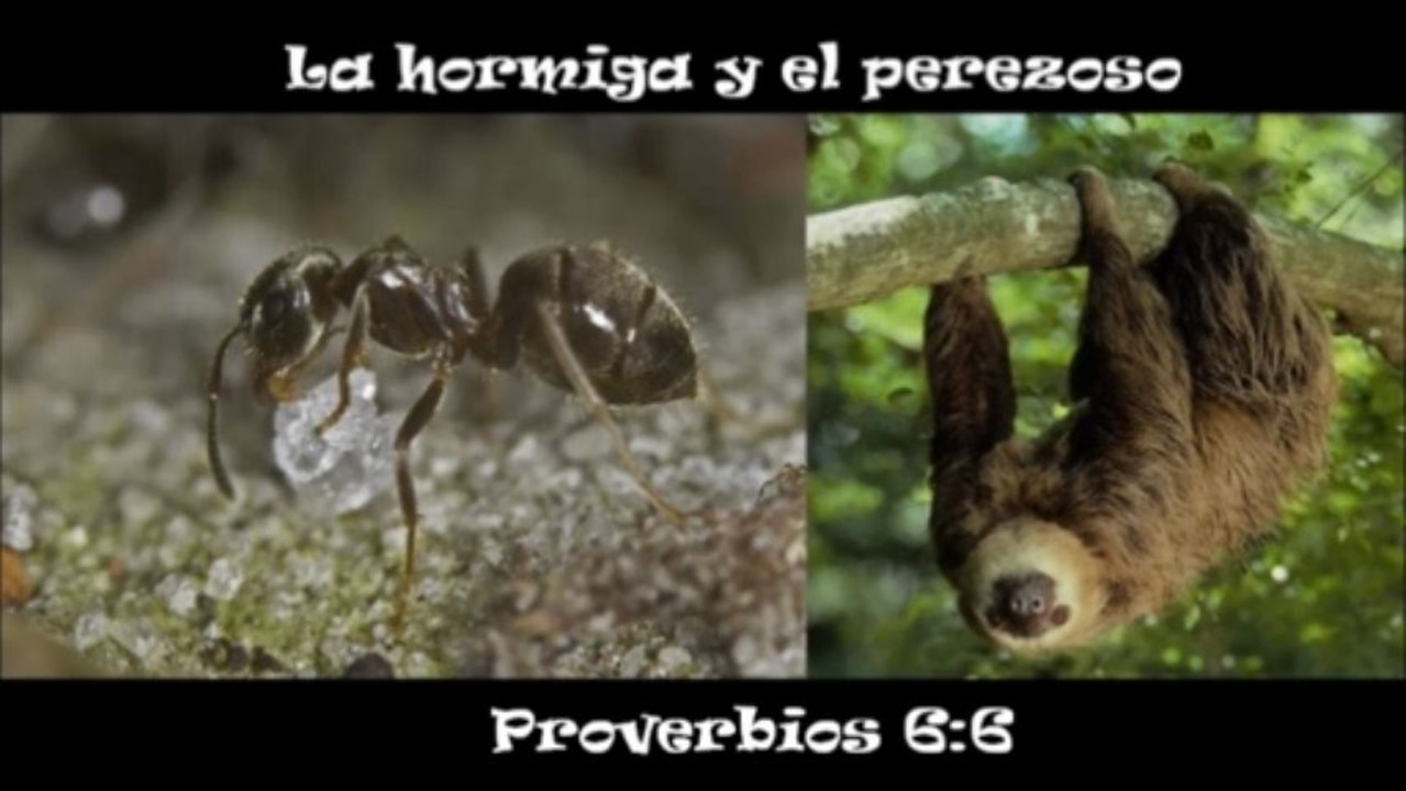 [Predicación] La hormiga y el perezoso (Proverbios 6:6)