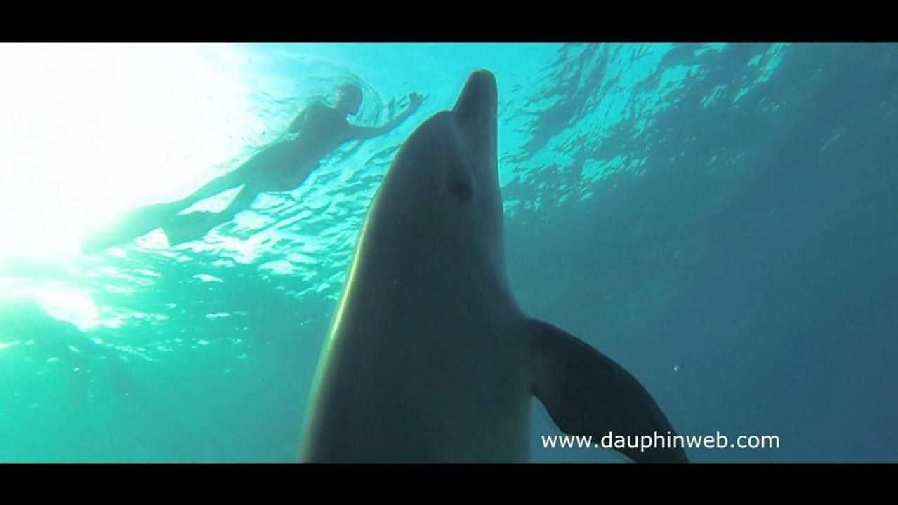 Nager avec les dauphins