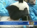 Los Backstreet Boys le cantan a los osos panda en Beijing