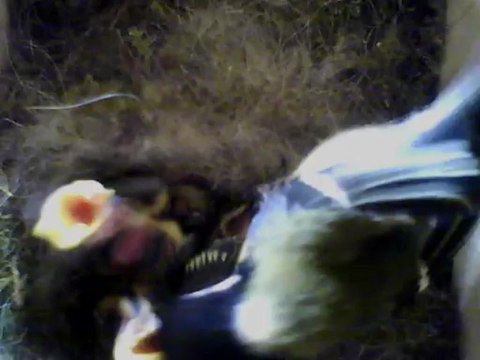 NICHOIR MESANGE 31/05/2013 :: 10eme jour