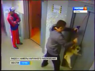 The elevator killed the dog! .. Almost done!