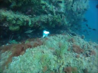 déjeuné du Mérou 05.21.13