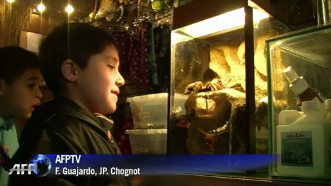 La mygale géante du Chili, nouvel animal de compagnie