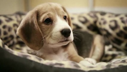 journal d'un chien triste - super drôle!