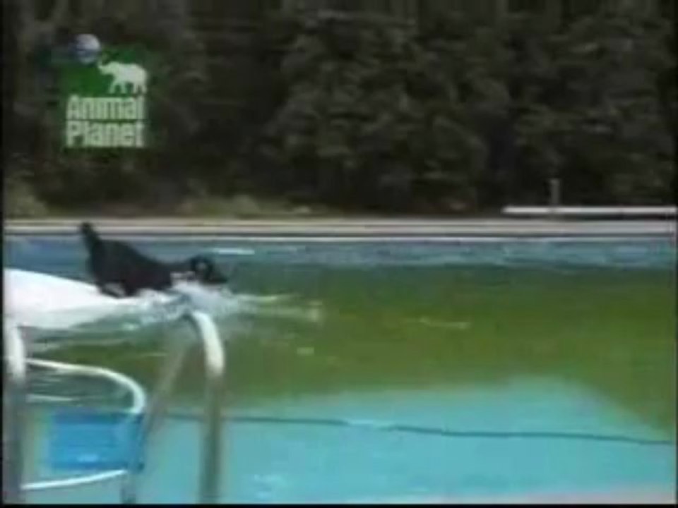 Videos de risa perro listo