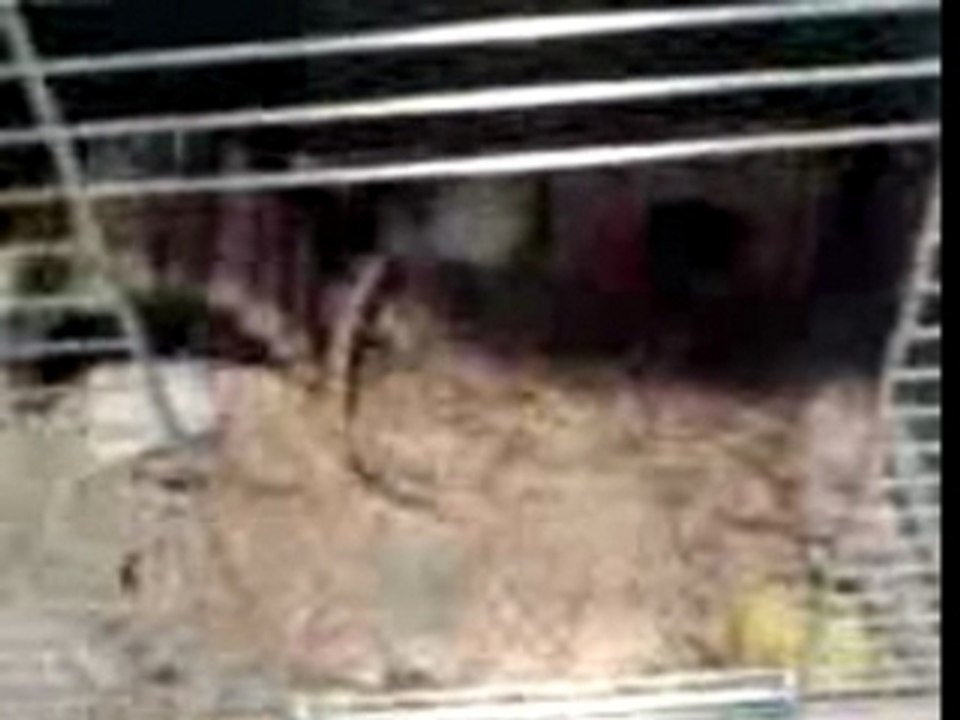 le vole 1