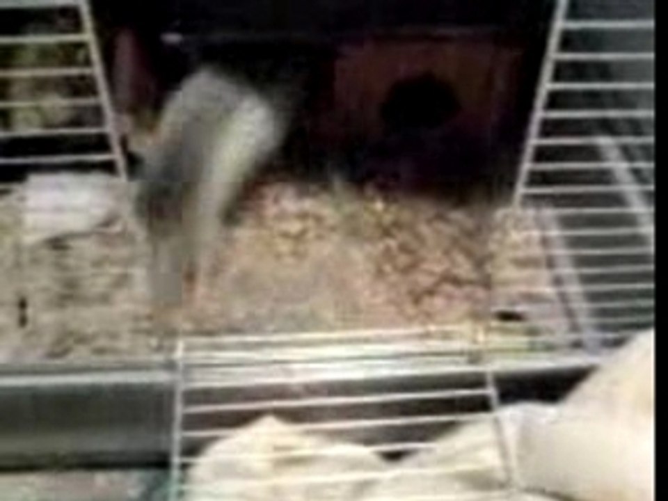 vole 2