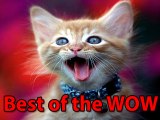Best Of WOW Cats Meow to Communicate to People Not Each Other And More