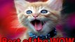 Best Of WOW Cats Meow to Communicate to People Not Each Other And More