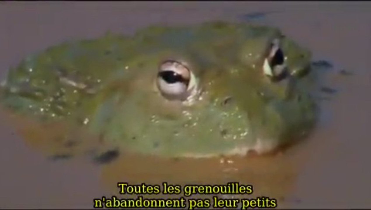 Crapaud buffle africain