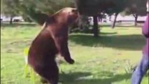 UN HOMME (RUSSE) DRESSE UN OURS!! IMPRESSIONANT