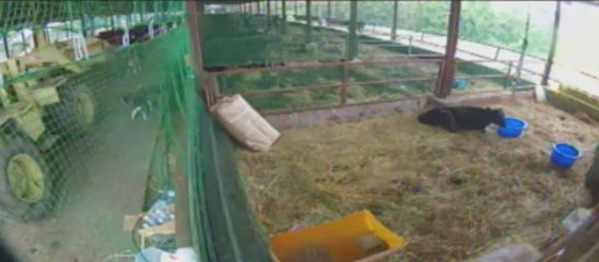 20130601　福ちゃん稲わらに不満ぶつけてる？