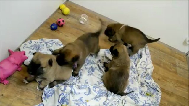 Chiots berger Malinois - âgés de 21 jours - elevage Gaia Vlka