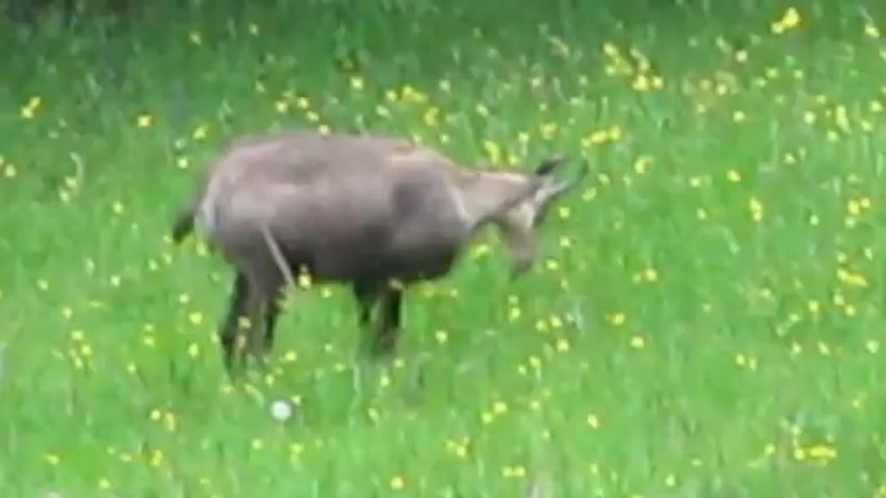 chamois