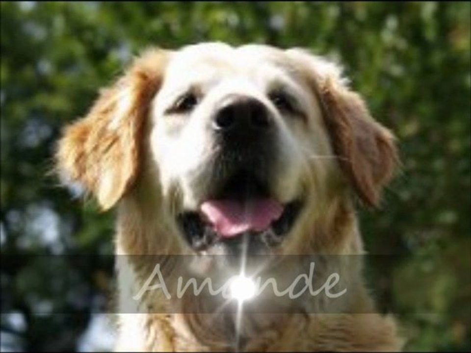 Journée initiation à l'éducation canine