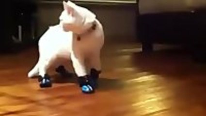 Cats With Boots Are Broken