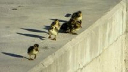 Brave Ducklings Take Leap of Faith