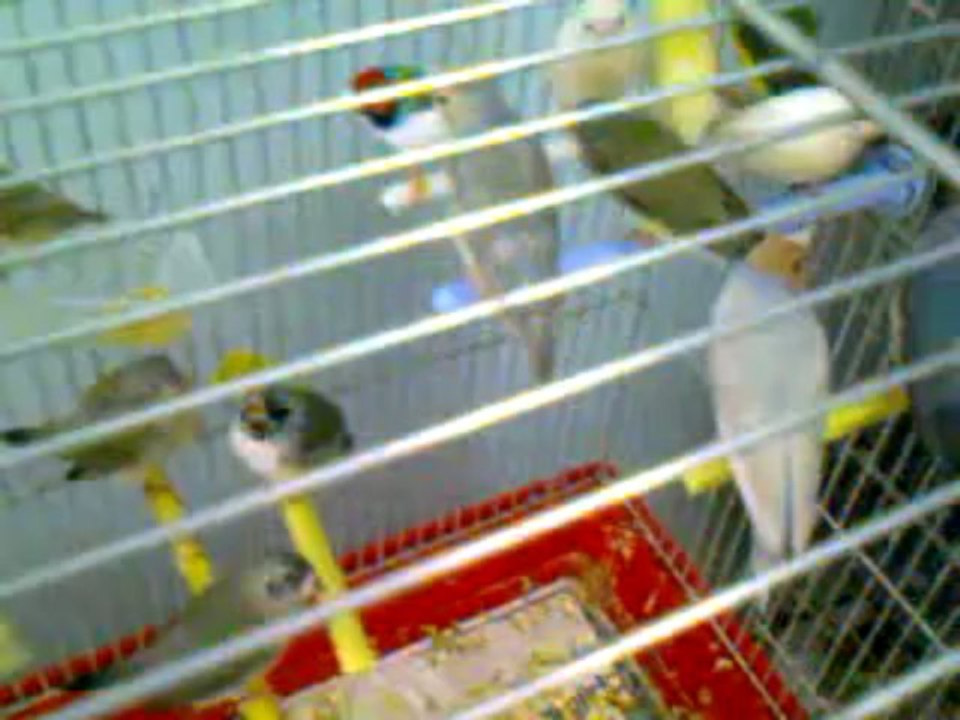 DamızLık adayı Gouldian FinchLerim