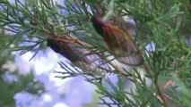 'Tasty' cicadas invade US East Coast