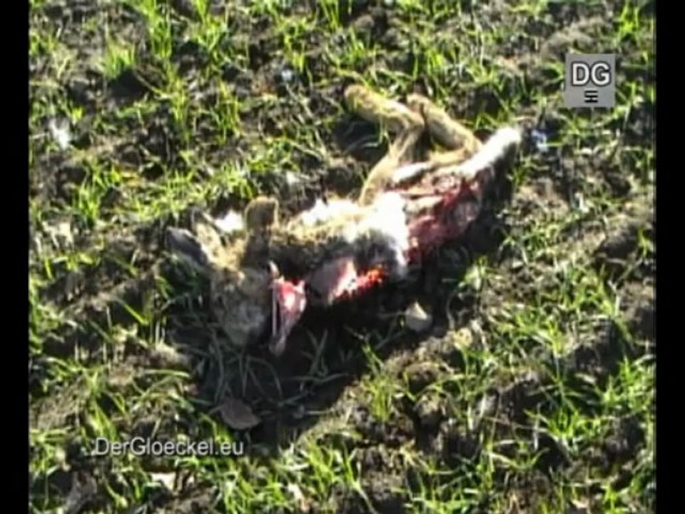 Schilder bewerben Hasen zum Kochen