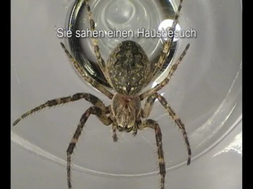 Echte Radnetzspinne – Araneidae