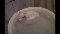 Un chat qui adore l'eau et prend son bain!