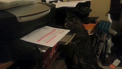 Cat VS Printer....fun