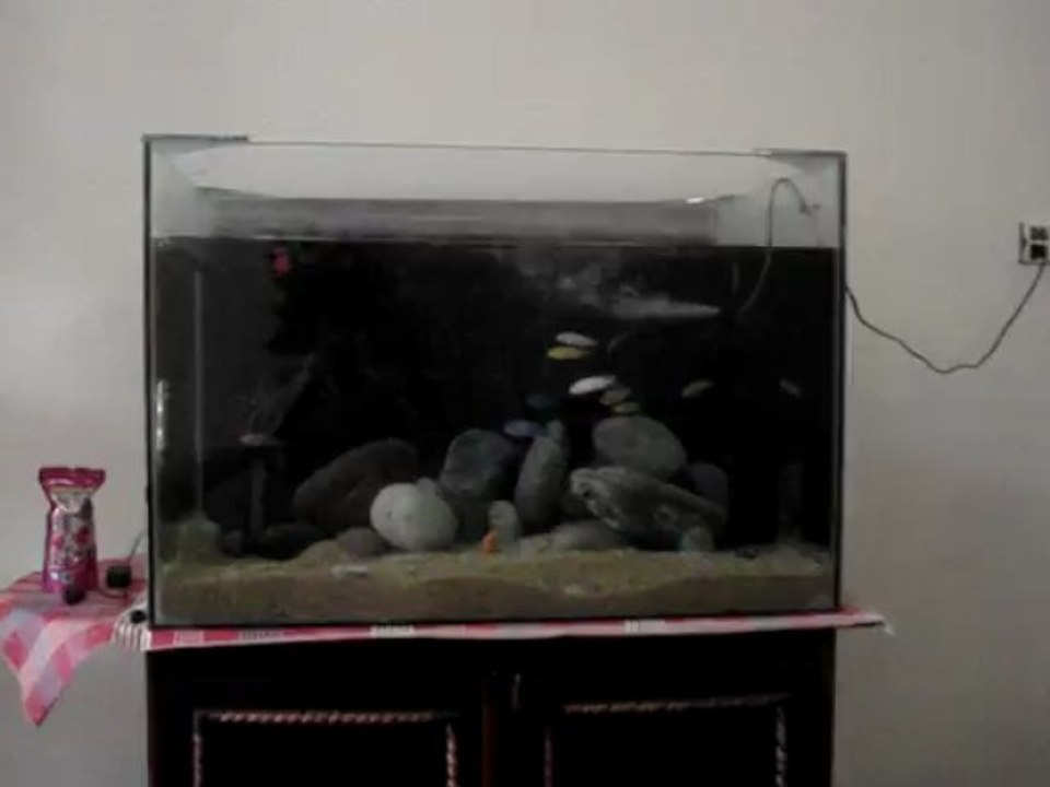 Malawi Mbuna Cichlid 90 Gallon tank