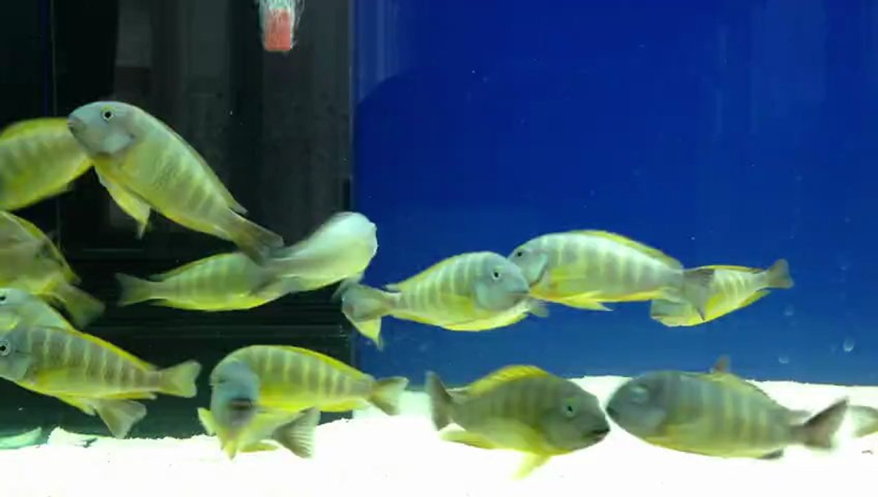 blumbora