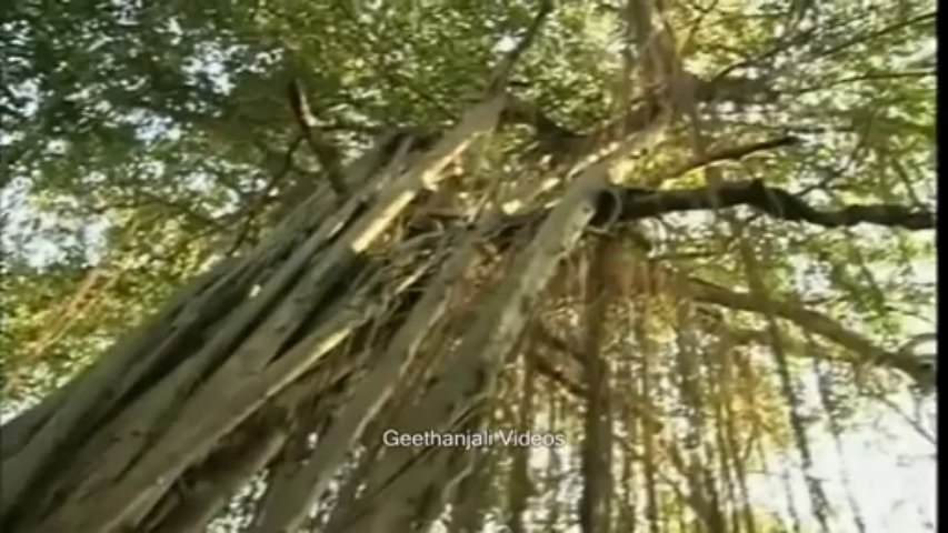 Guru Peyarchi - Sri Dakshinamurthy Mantrarnava Sthava