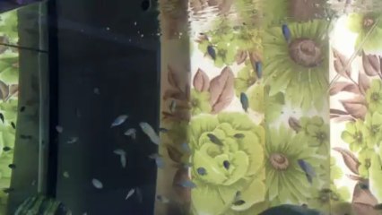 blumbora ve ilangi yavru