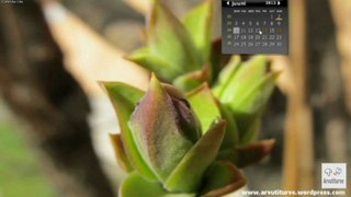 Calendar to Desktop Free  - Desktop iCalendar Lite