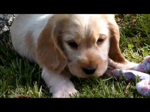 Les chiots s'amusent !