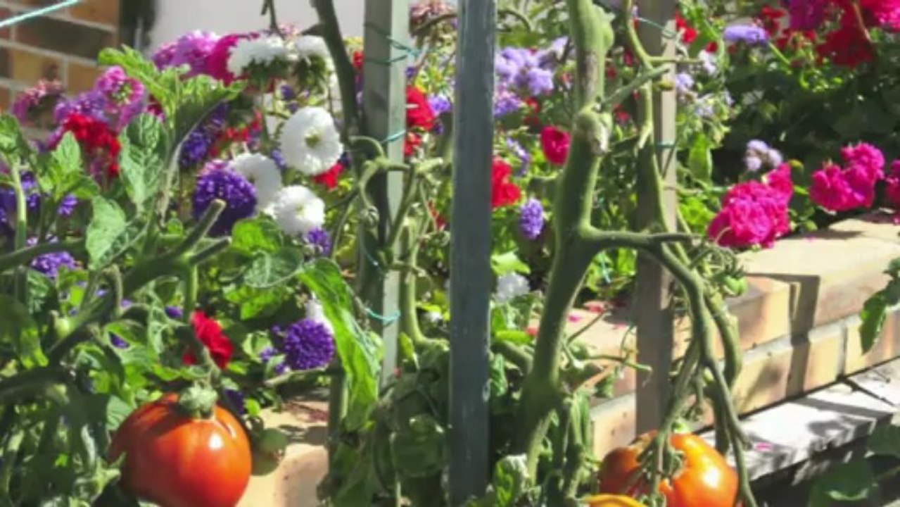 JARDIN  DE  JEAN CLAUDE