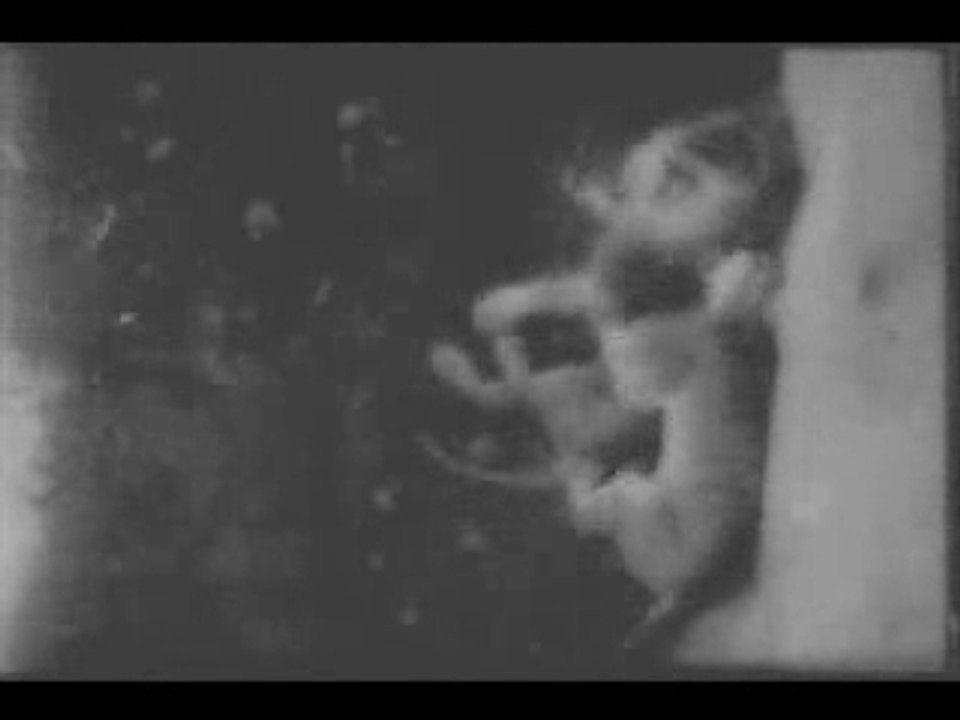 tiger vs lion