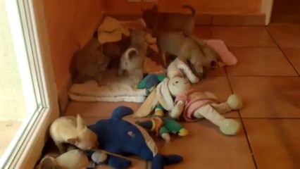 4 portées de bébés CHIHUAHUA du Domaine de Peyrazet 01 06 2013
