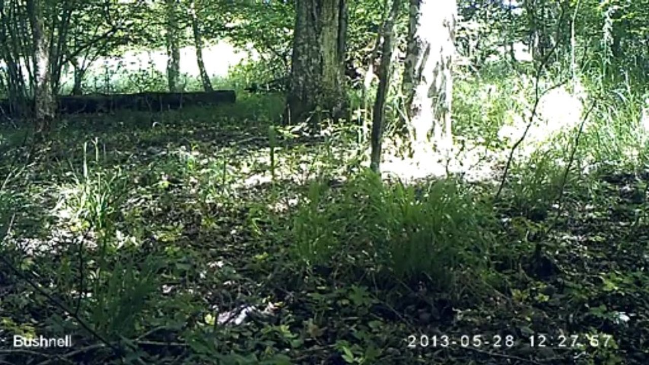 Renard (EK000049)