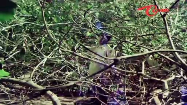 Yuvaraju Songs - Nelallu Nindinattu - ANR - Jayasudha