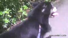 Dog Vs Segway : Who Wins?