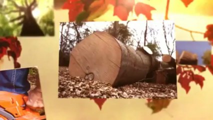 Aggressive Tree Service (616) 835-8698