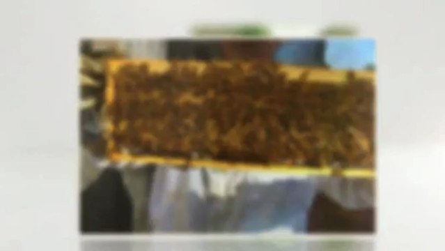 Bee Hive Removal Los Angeles