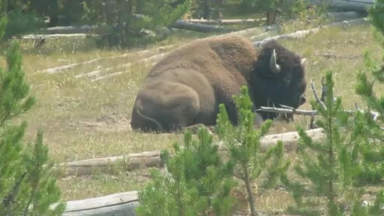 bison yellowstone aout 2012