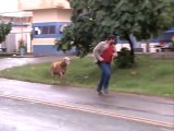 Une chèvre terrorise les passants au Brésil