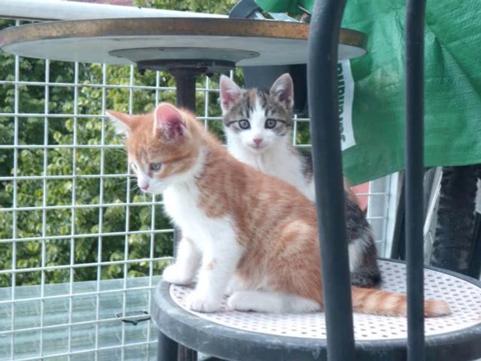 BON WEEK-END   7.06.2013