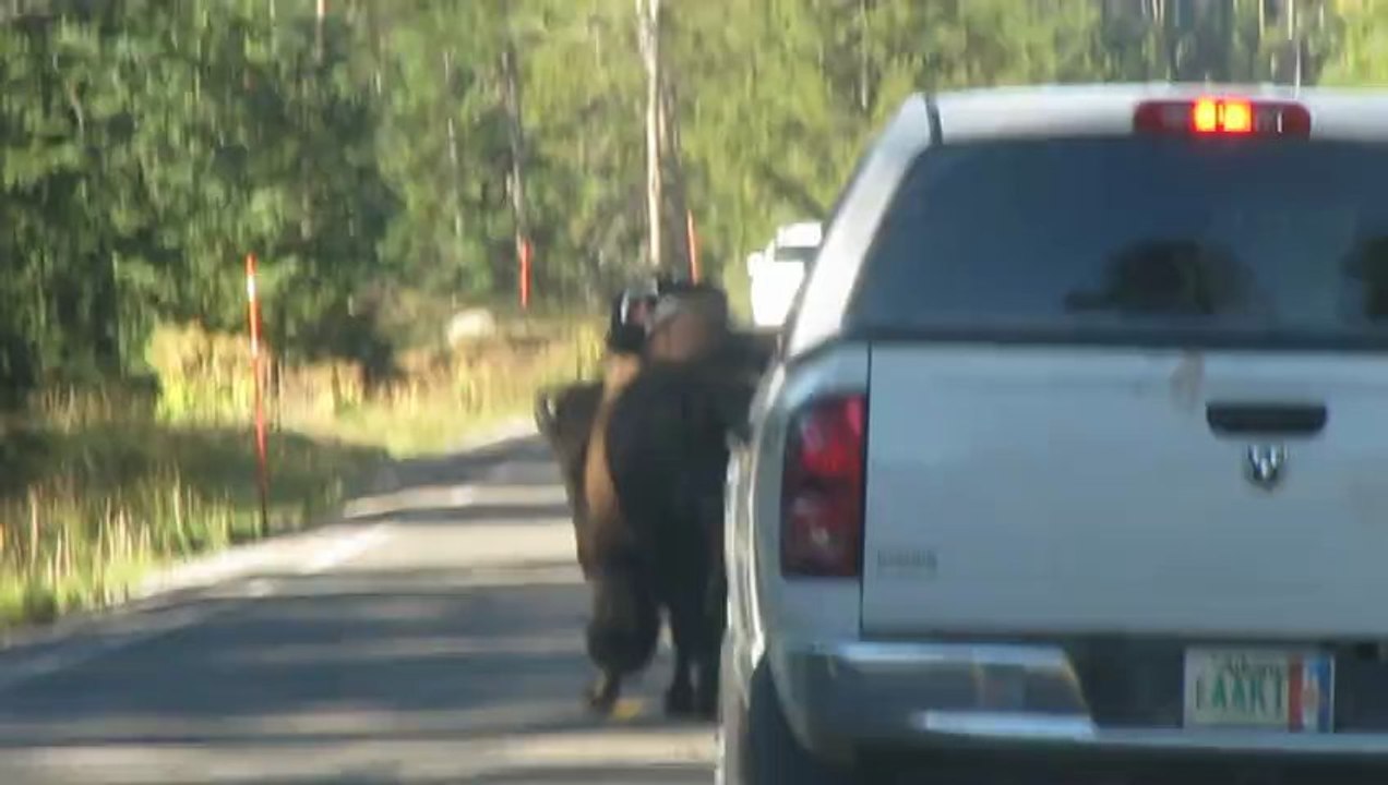 File d'attente derrière un bison yellowstone aout 2012