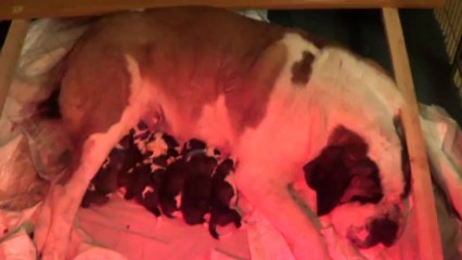 Six chiots tètent 2013-05-24