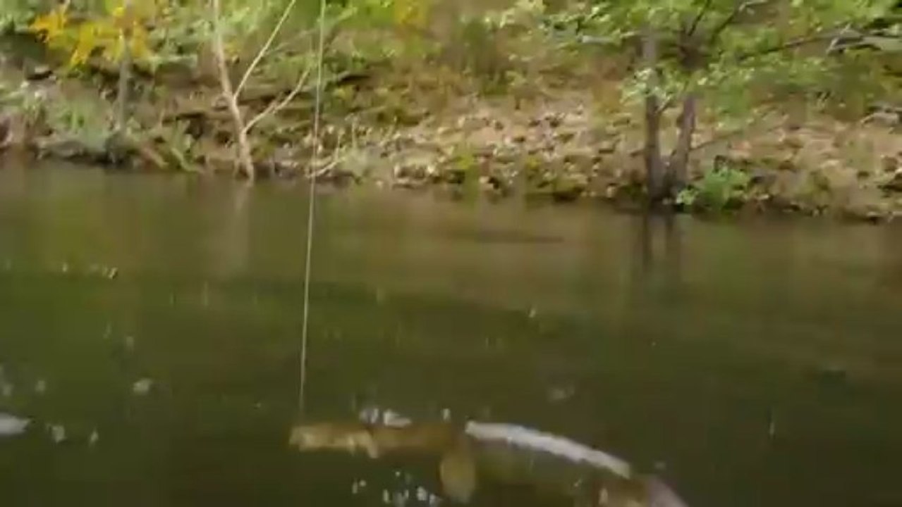 Vue aquatique broc, Bort 1er juin 2013