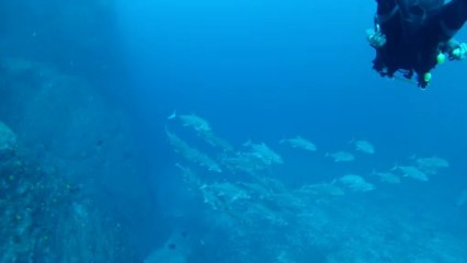 requin marteau sur la pointe au sel