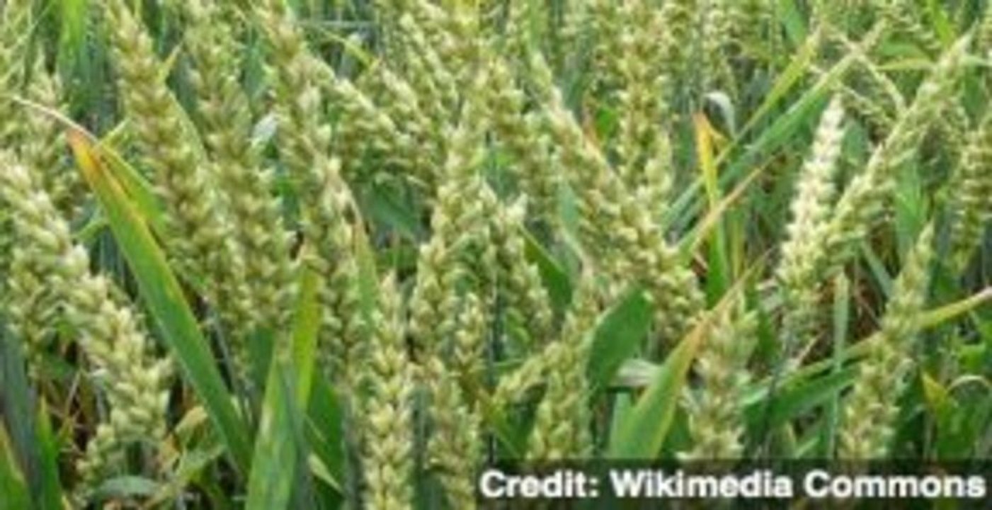 Rogue Monsanto Wheat Re-ignites Fight Over GMO Crops